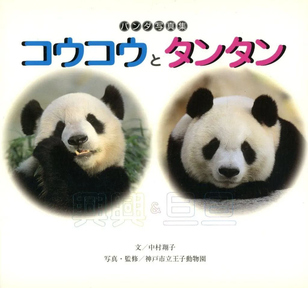 【中古】単行本(実用) ≪図鑑・事典・年鑑≫ パンダ写真集コウコウとタンタン / 中村翔子