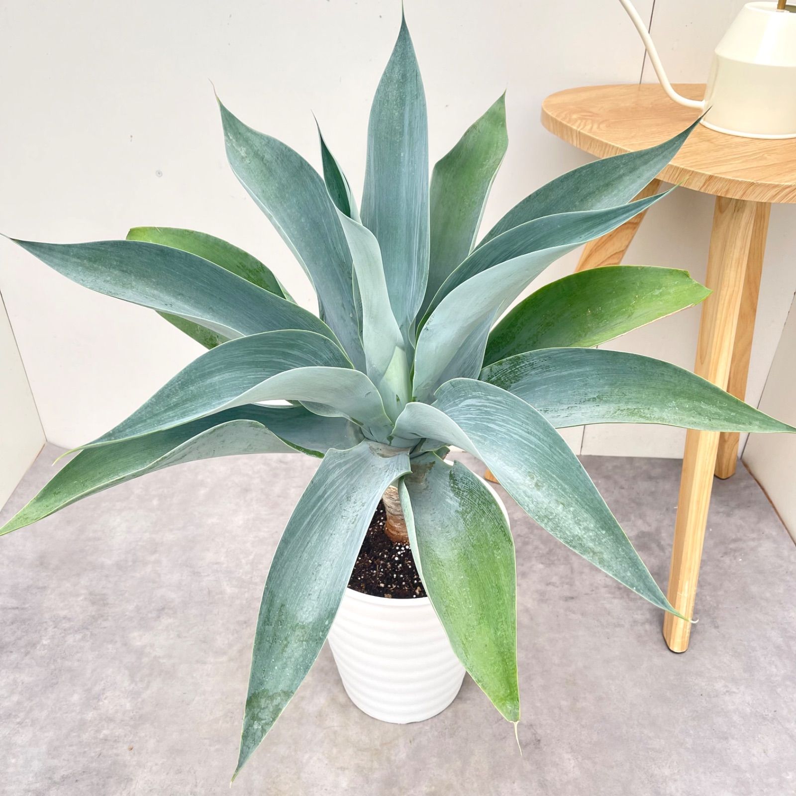 アガベ アテナータ ボーチンブルー 7【現品】☆希少☆ 観葉植物 大型