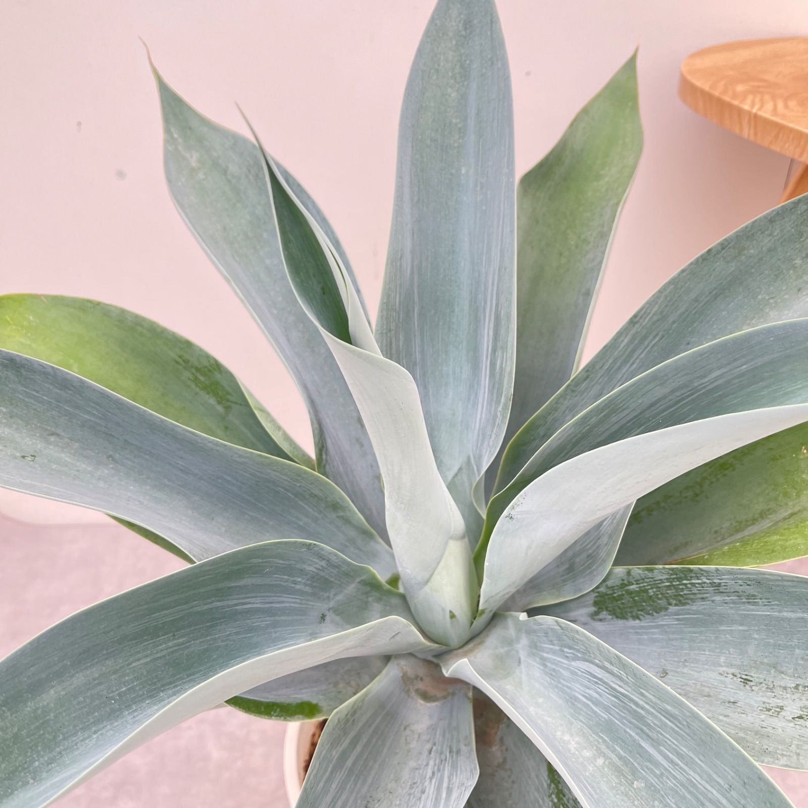 アガベ アテナータ ボーチンブルー 7【現品】☆希少☆ 観葉植物 大型