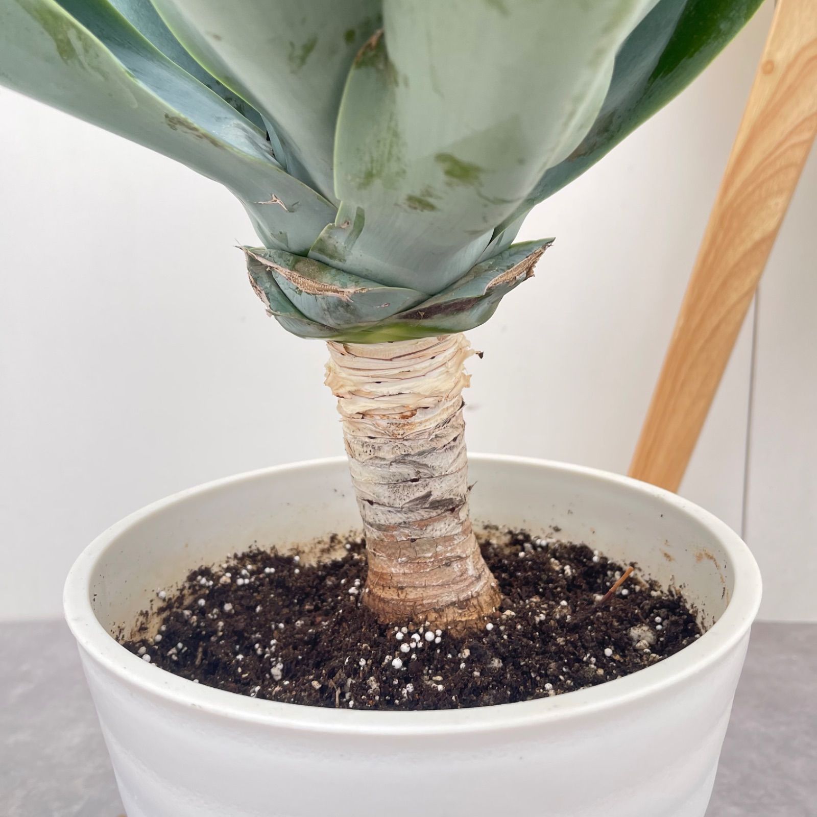アガベ アテナータ ボーチンブルー 7【現品】☆希少☆ 観葉植物 大型