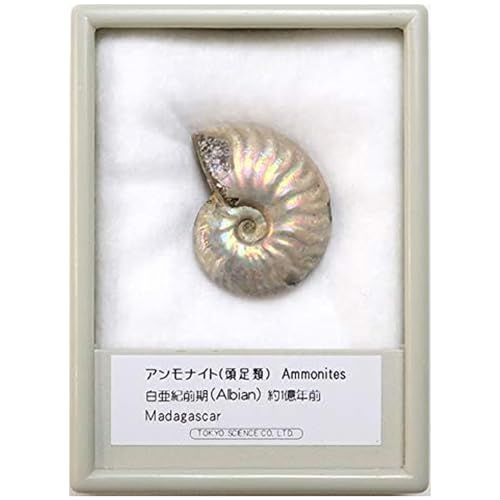 SCIENCE 化石標本Ammonite, Rainbow Iridescent Fossil「アンモナイト・レインボーの化石（Ammonites／頭足類／マダガスカル共和国 Madagascar）約30mm 約1億年前」オリジナル標本ケース e54c0d0e