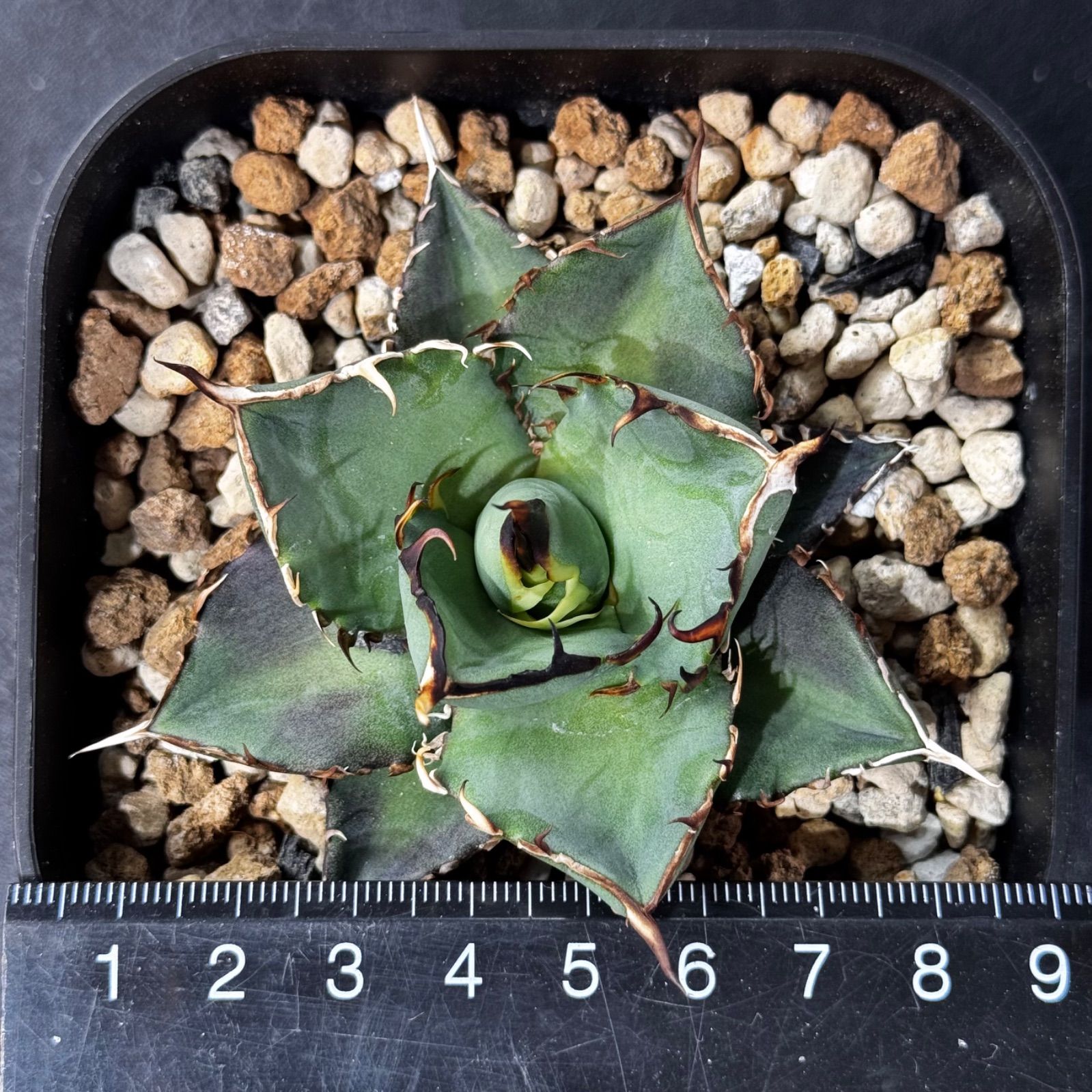 FK PLANTS】 Agave titanota 'Hades' （子株）アガベ チタノタ 'ハデス