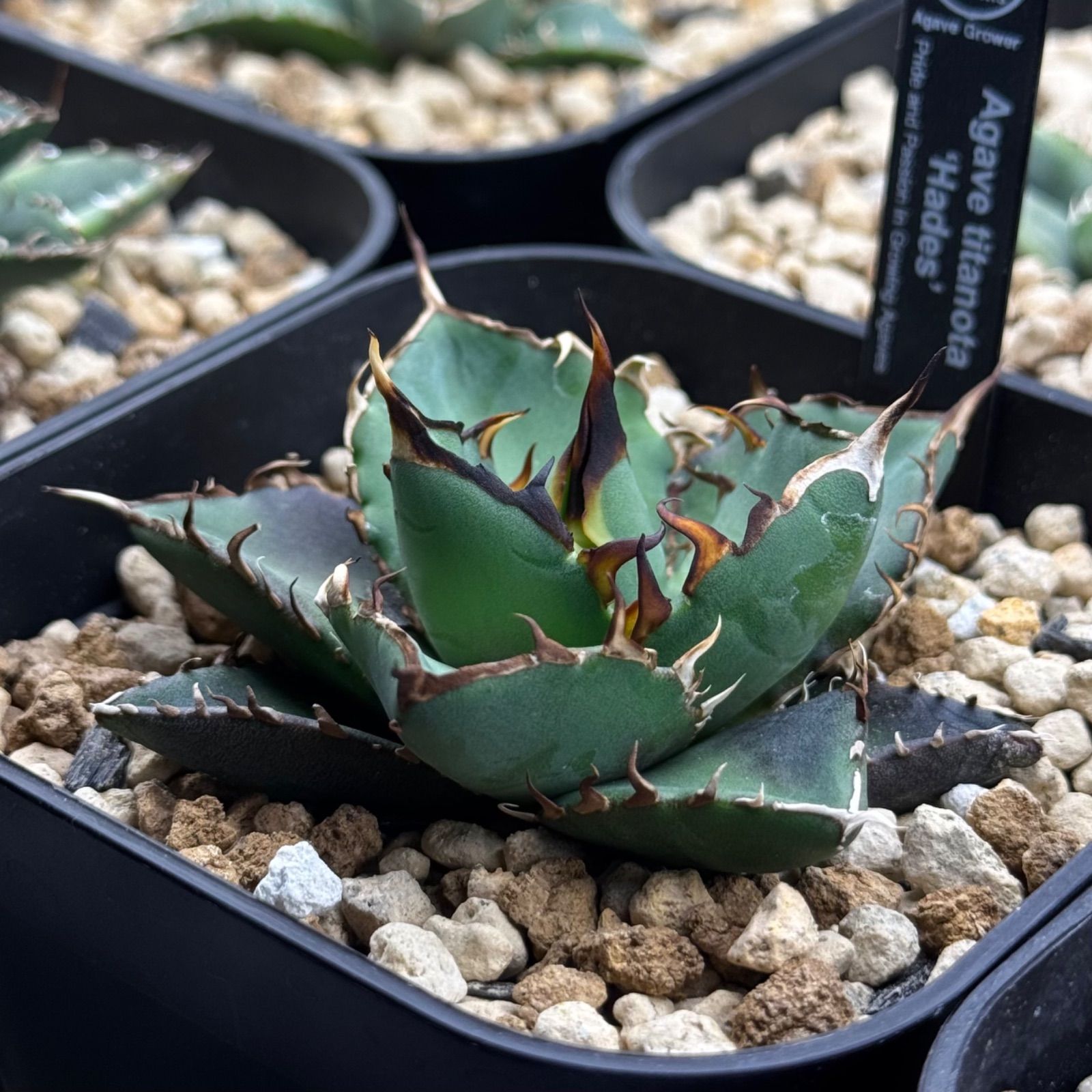 FK PLANTS】 Agave titanota 'Hades' （子株）アガベ チタノタ 'ハデス