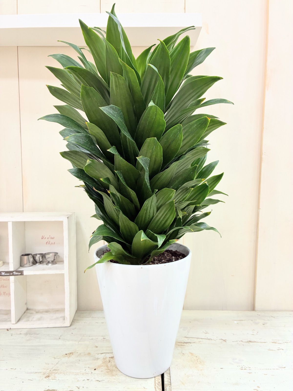 Aglaonema Aden Aglaonema Aden