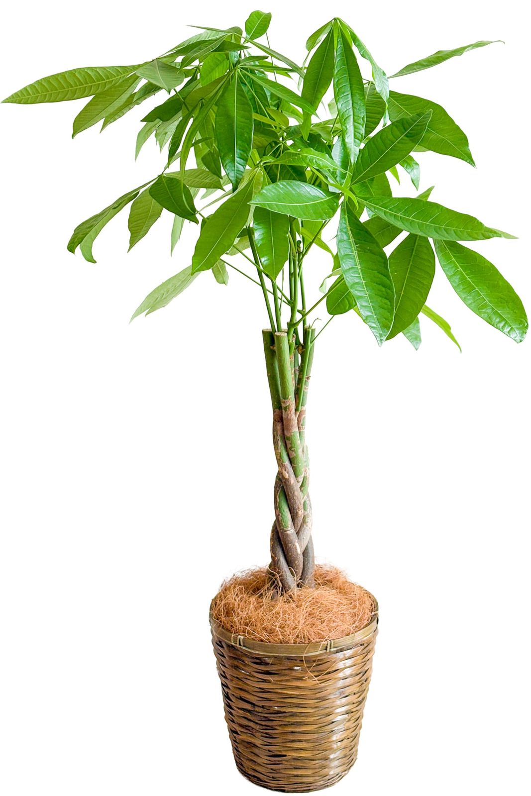 [ miipas ] パキラ 7号鉢 編み込み ねじり 本物 大型観葉植物【 初心者でも 室内 や オフィス で 育て やすい 7号サイズ 観葉植物 】pms