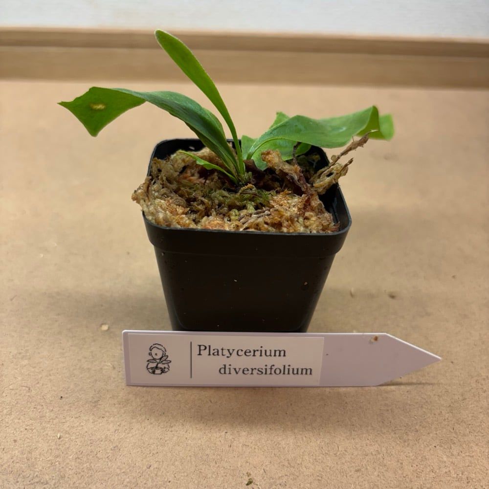 期間限定】diversifolium（2.5号ポット）① - メルカリ