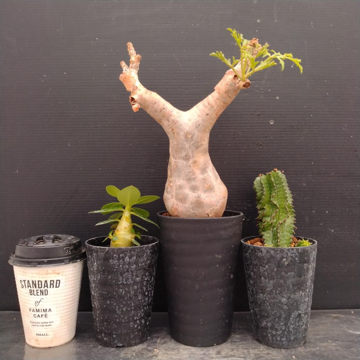 F009 「イベント品」3株セット　C.ベティフォルメなど　塊根+多肉植物セット【内容は写真を要確認・発根未確認・塊根植物・サボテン】 8,520円