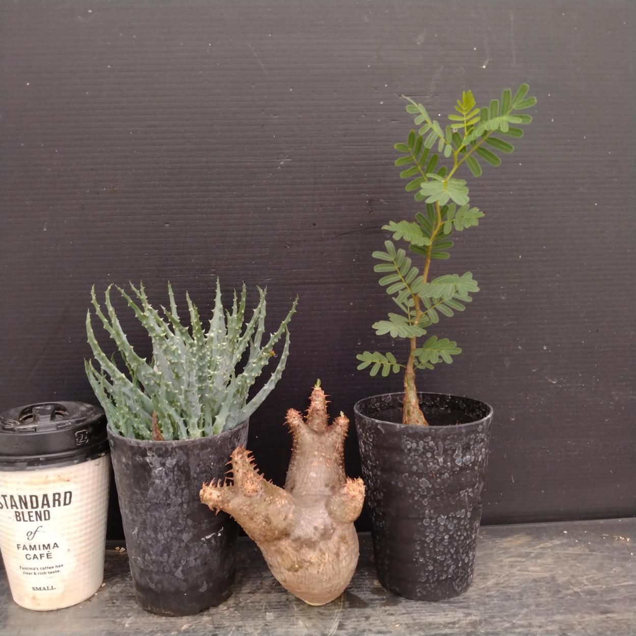 F061 「イベント品」3株セット　P.マカイエンセ抜き苗など　塊根+多肉植物セット【内容は写真を要確認・発根未確認・塊根植物・サボテン】