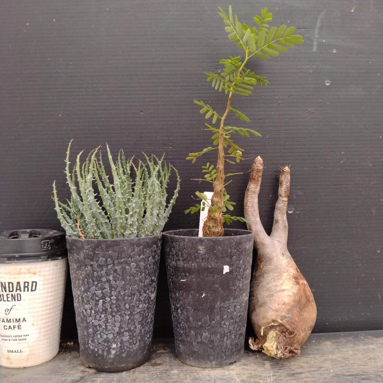 F064 「イベント品」3株セット　P.グラキリス抜き苗など　塊根+多肉植物セット【内容は写真を要確認・発根未確認・塊根植物・サボテン】
