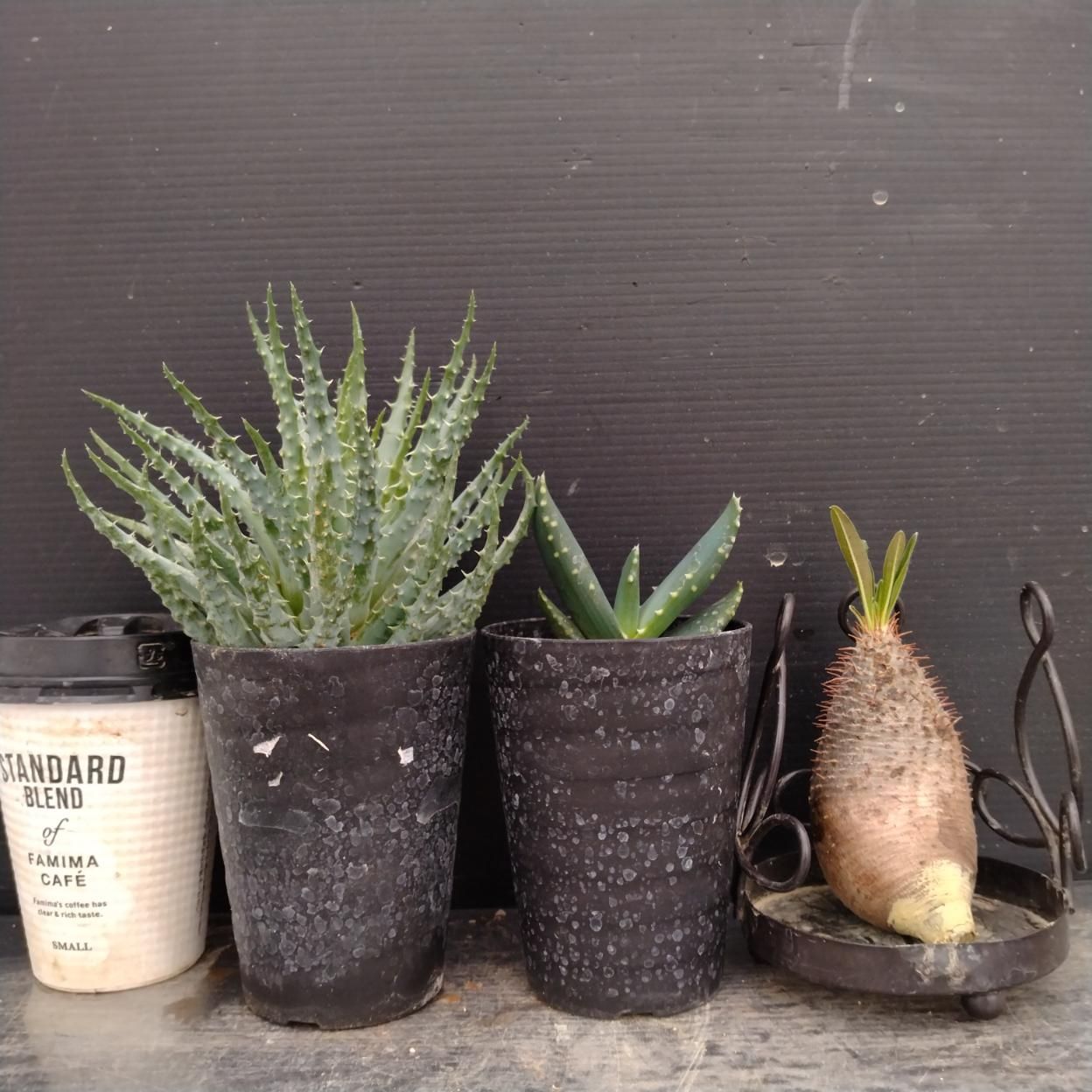 F065 「イベント品」3株セット　P.グラキリス抜き苗など　塊根+多肉植物セット【内容は写真を要確認・発根未確認・塊根植物・サボテン】
