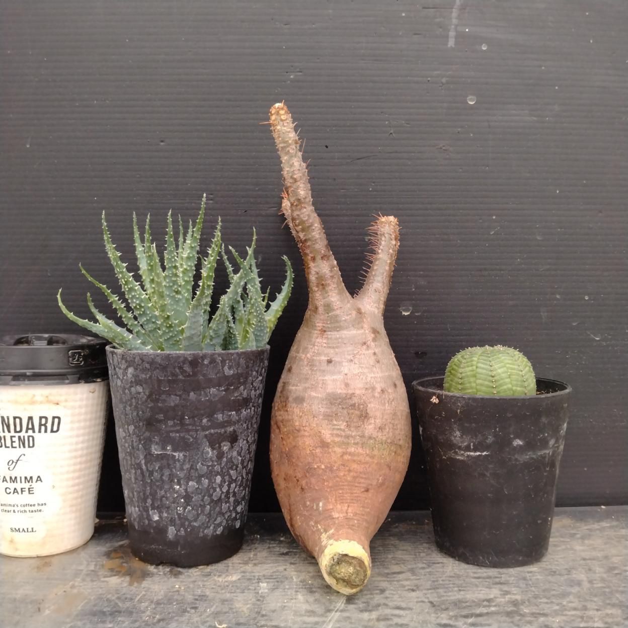 F066 「イベント品」3株セット　P.グラキリス抜き苗など　塊根+多肉植物セット【内容は写真を要確認・発根未確認・塊根植物・サボテン】