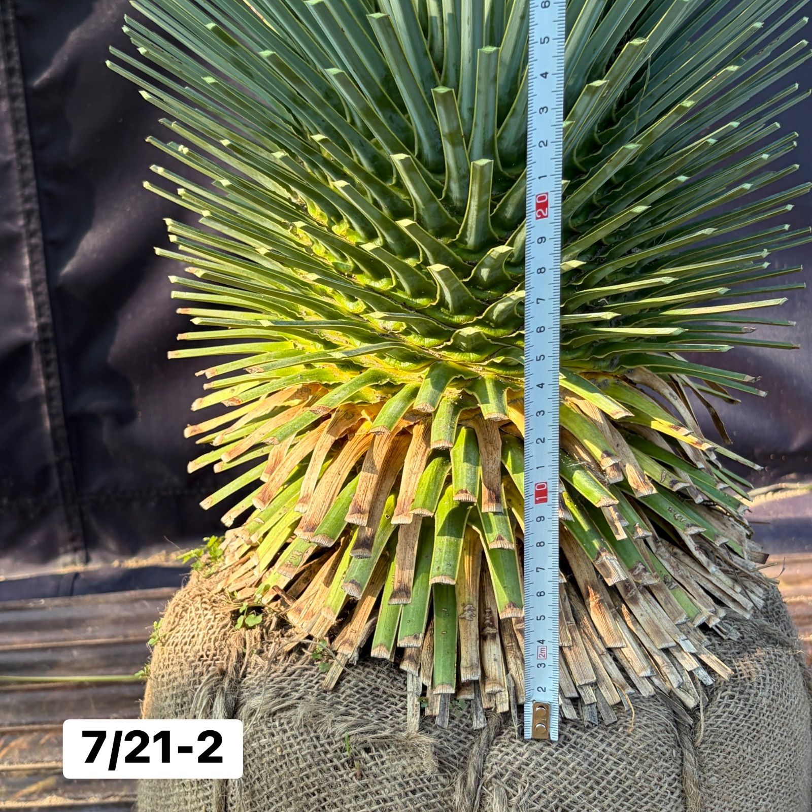 ユッカ・ロストラータ【7/21-2】根巻き 観葉植物 ドライガーデン