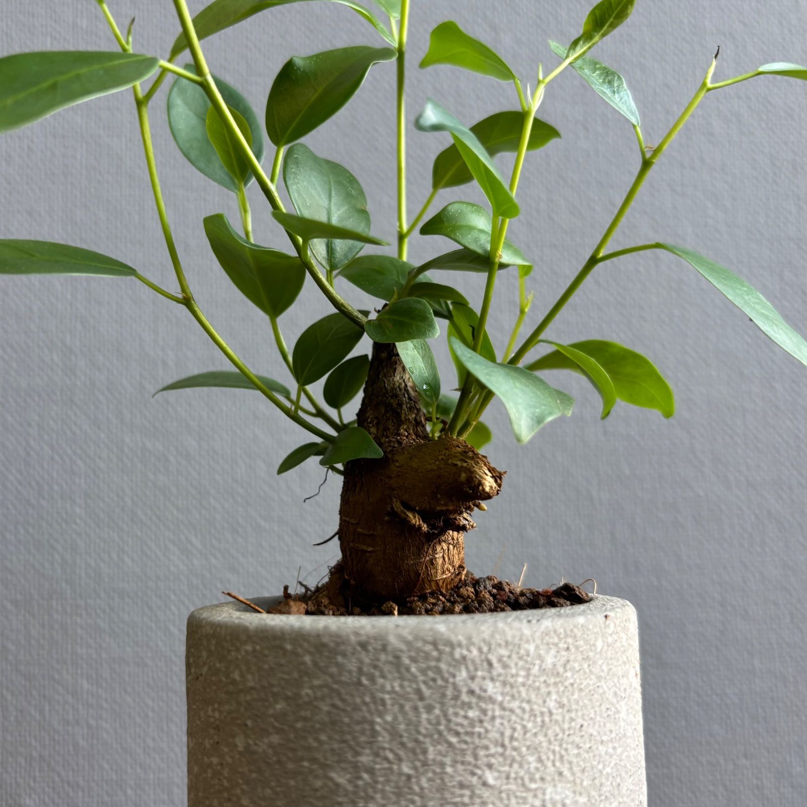 ガジュマル 2号鉢 鉢植え 陶器鉢 - メルカリ