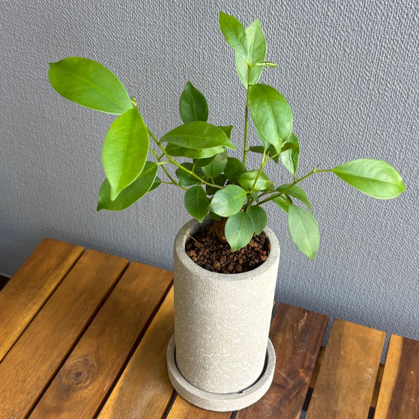 ガジュマル 2号鉢 鉢植え 陶器鉢 - メルカリ