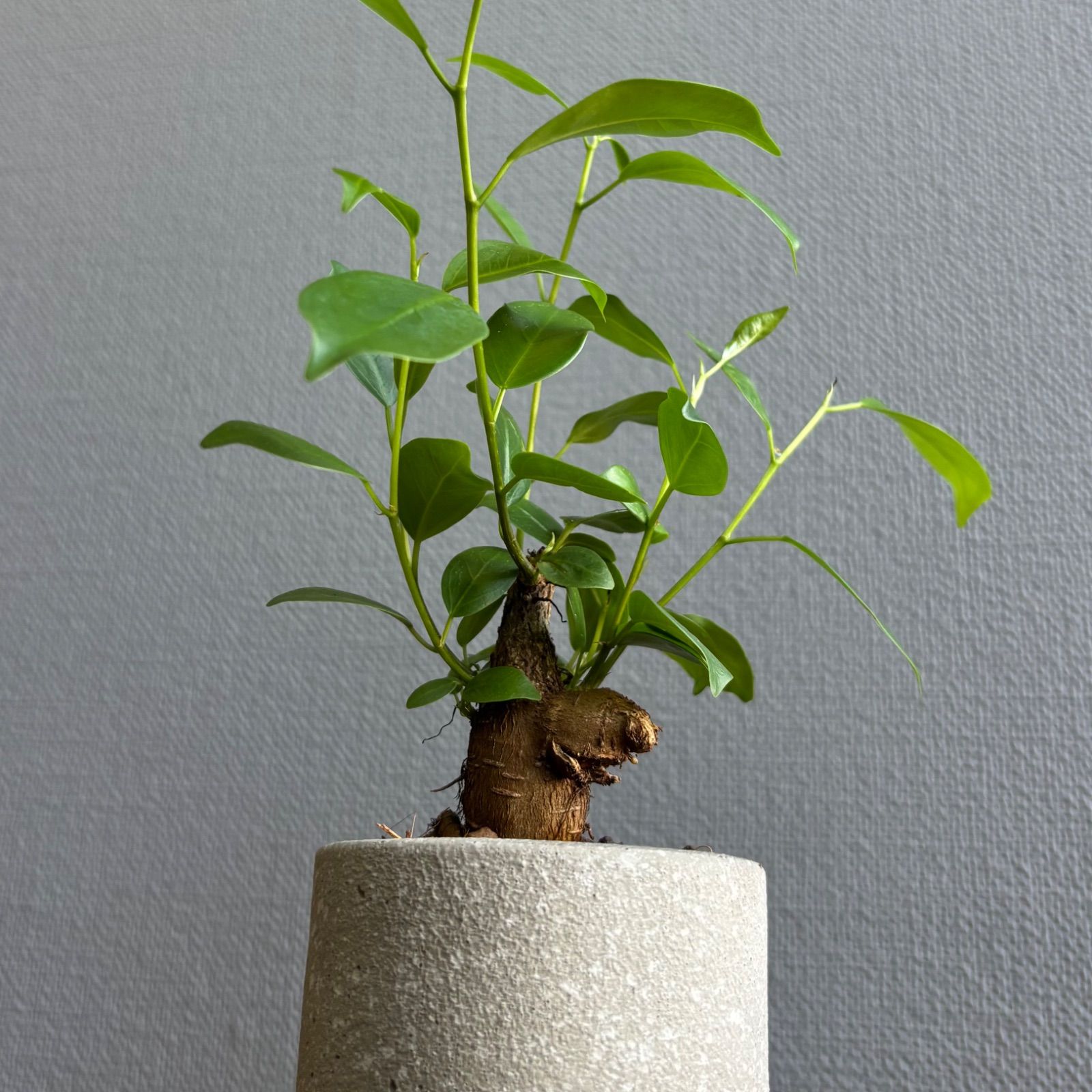 ガジュマル 2号鉢 鉢植え 陶器鉢 - メルカリ