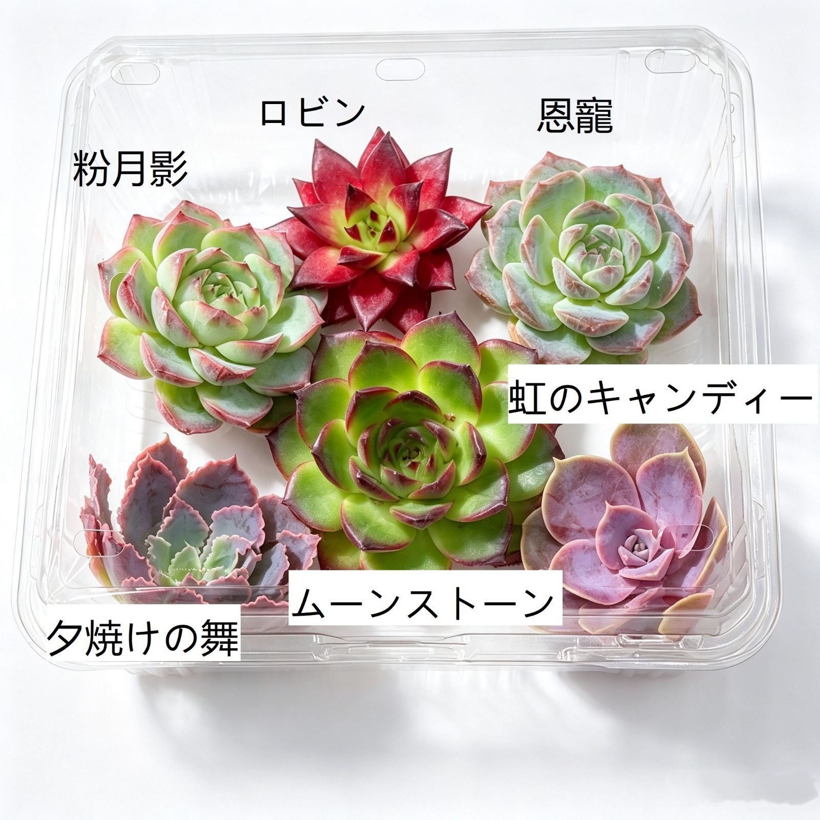 新入荷 多肉植物 大苗 6株セット カット苗 5～7cm 第四種郵便 観葉植物