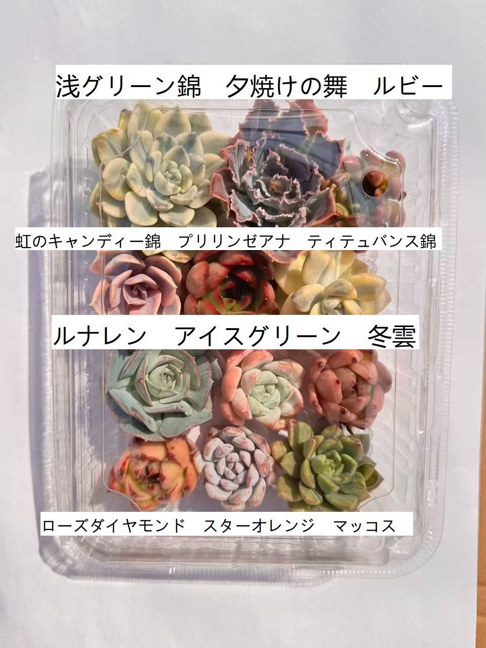 新入荷 多肉植物 大苗 12株セット カット苗 約4cm 第四種郵便 初心者