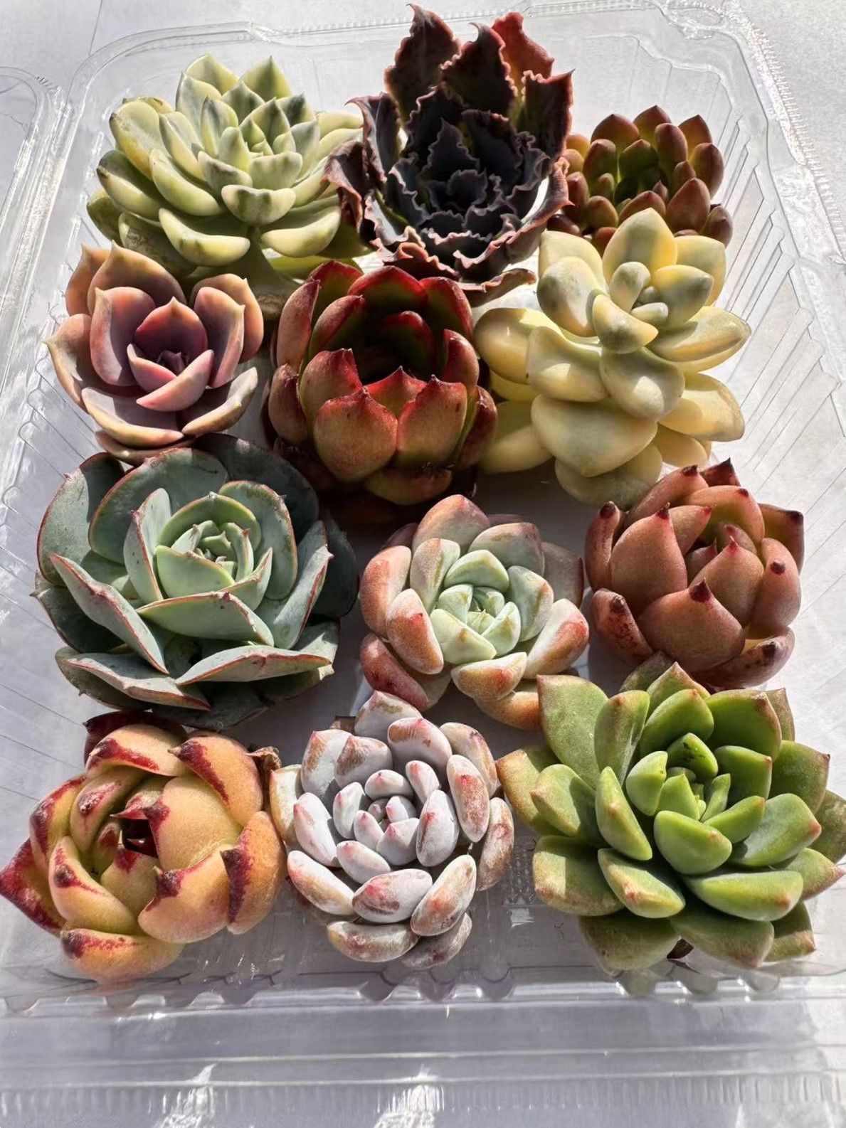 新入荷 多肉植物 大苗 12株セット カット苗 約4cm 第四種郵便 初心者