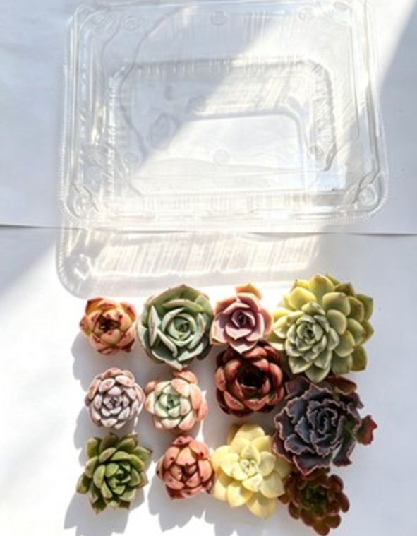 新入荷 多肉植物 大苗 12株セット カット苗 約4cm 第四種郵便 初心者
