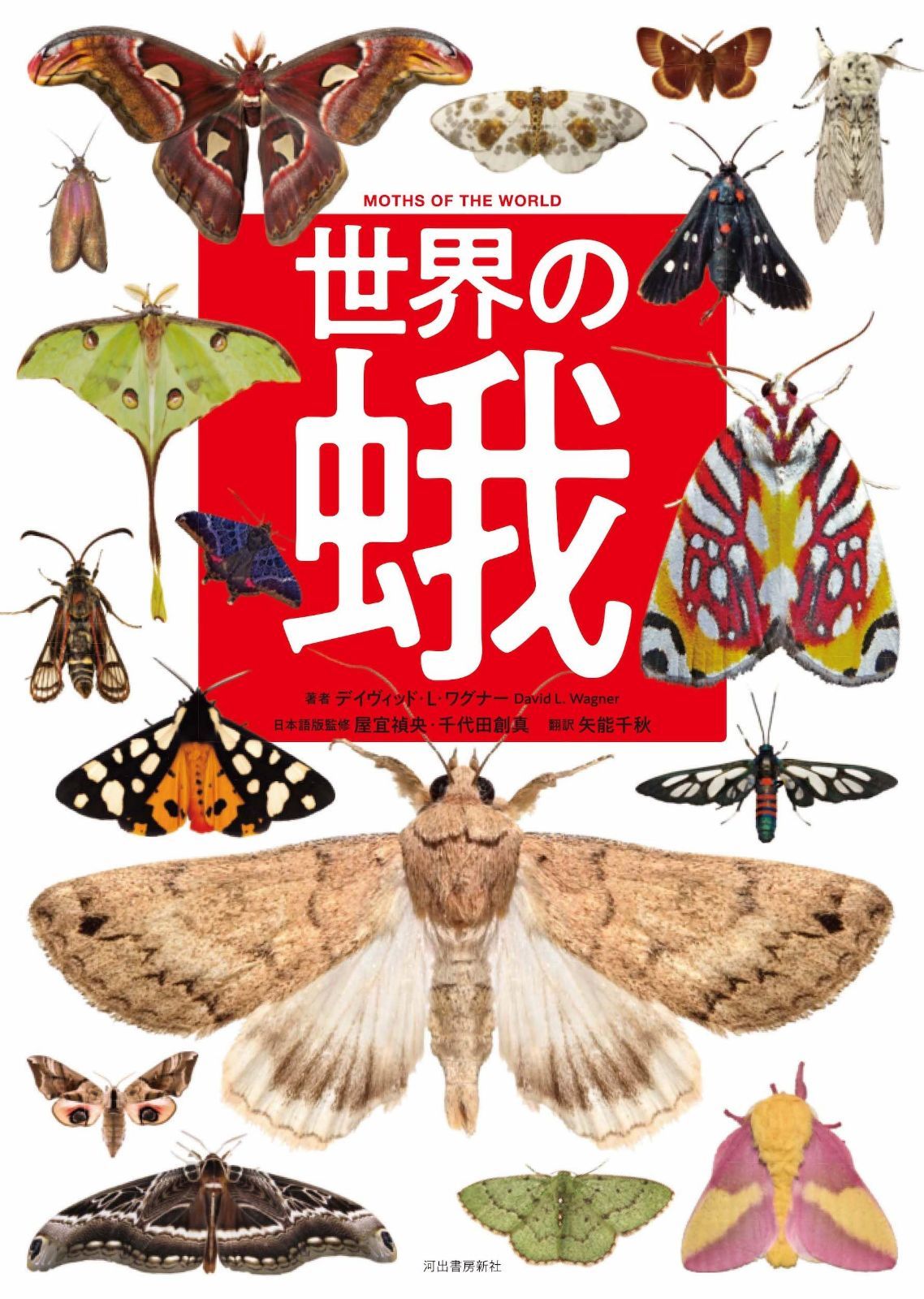 世界の蛾 | 世界の美しい蛾 世界の蛾