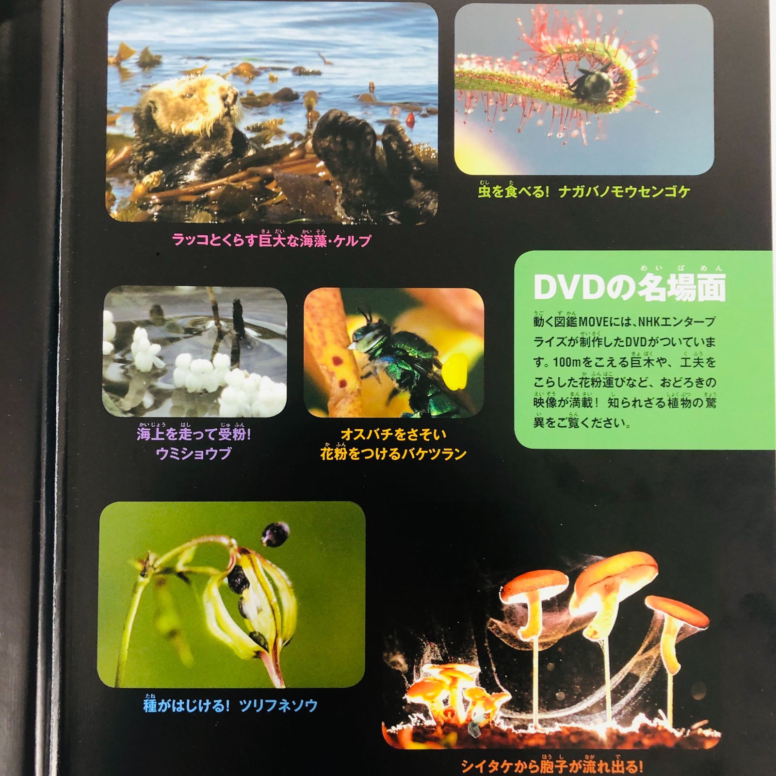 ◇[F]図鑑まとめ売り 12冊 講談社の動く図鑑MOVE DVD9枚付 小学館の