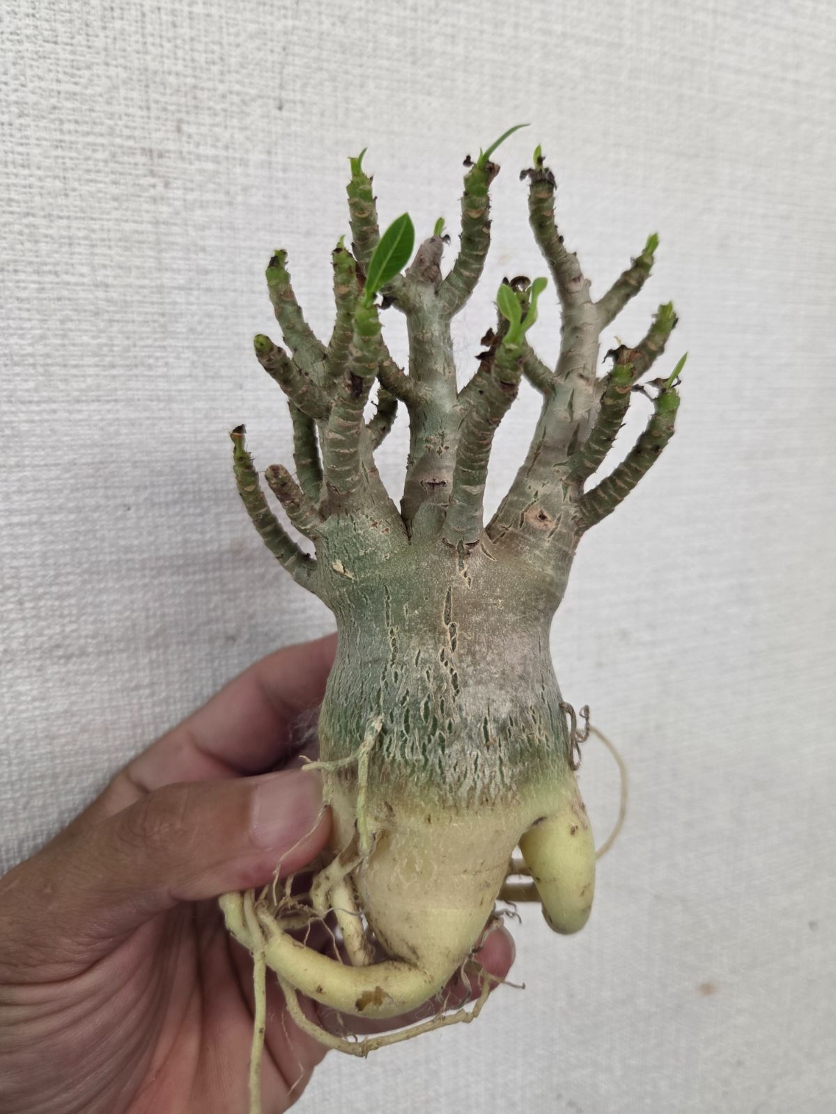 アデニウム☆アラビカム×タイソコトラナム 良型株！ - メルカリ