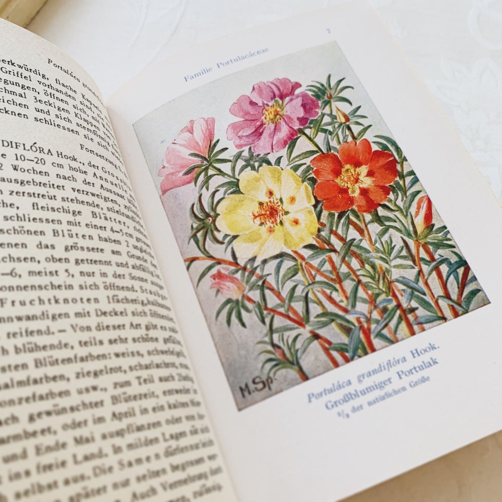 1950s-60s ドイツ 挿画付き「夏〜秋の庭の花」植物図鑑 Garten