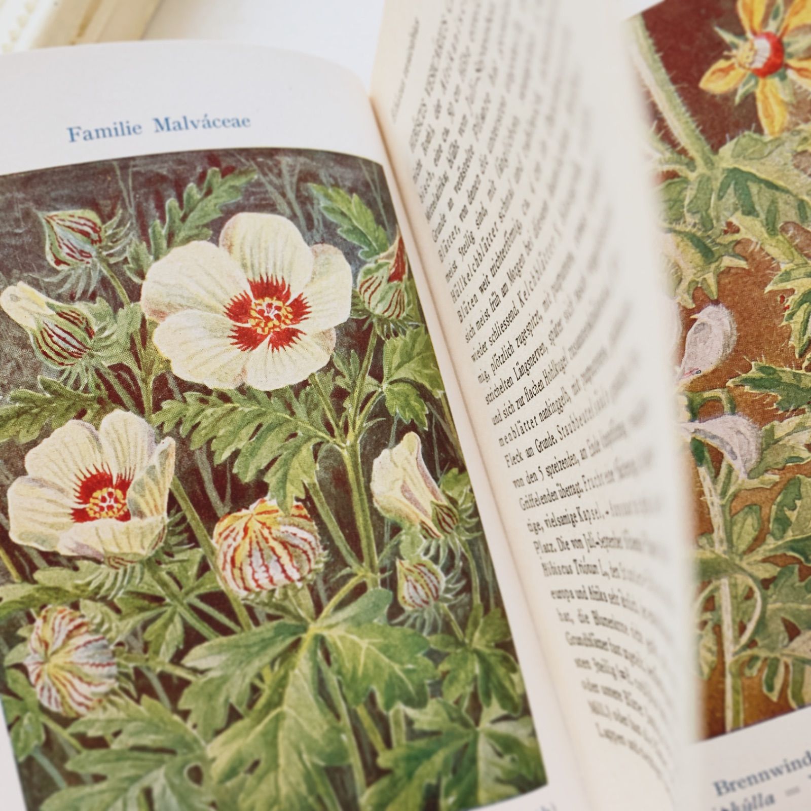 No.300ドイツ ビンテージ 紙もの ボタニカルアート 植物図鑑 水彩画 1950s-60s ドイツ 挿画付き「夏〜秋の庭の花」植物図鑑 Garten
