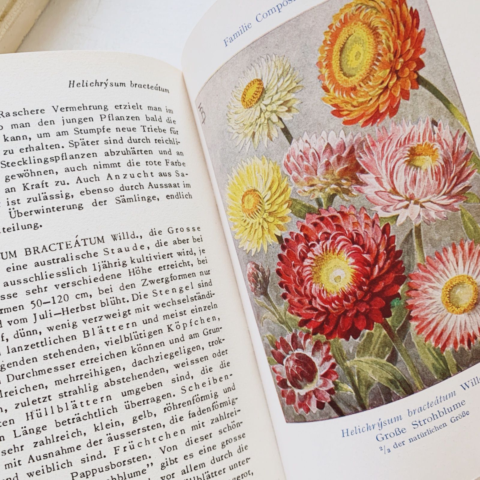 1950s-60s ドイツ 挿画付き「夏〜秋の庭の花」植物図鑑 Garten