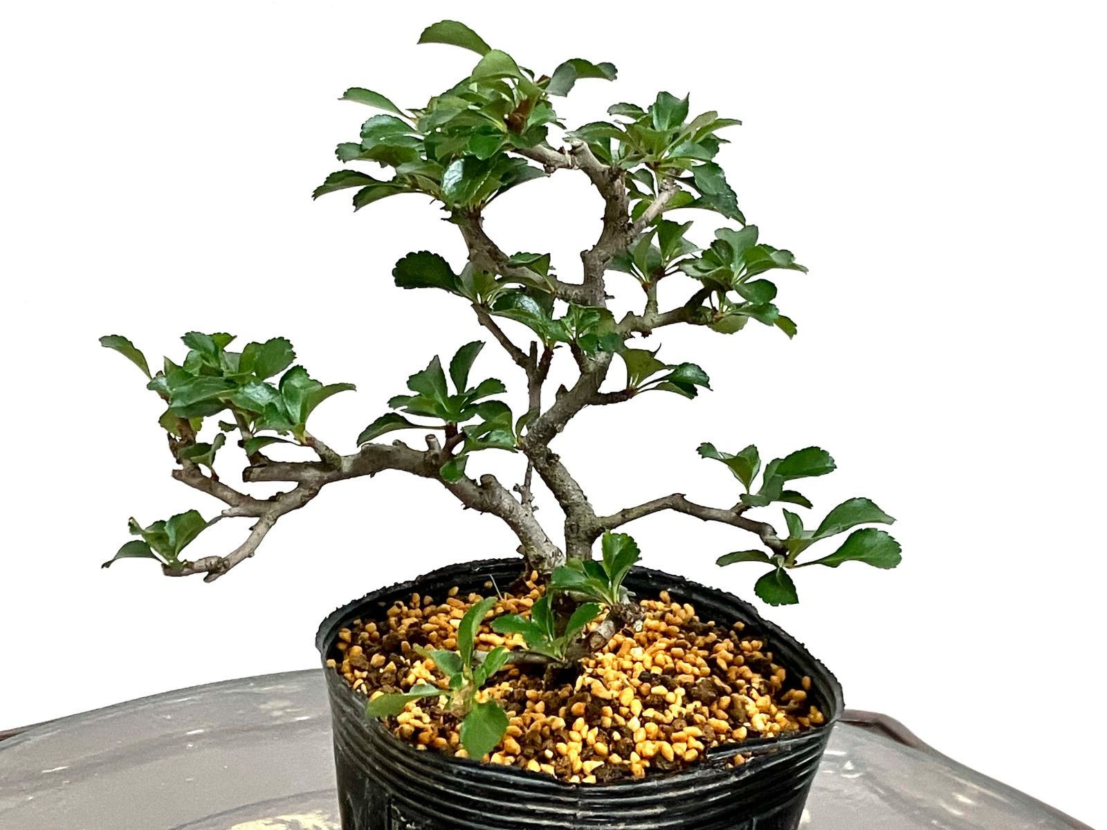 紅長寿梅 19cm 長寿梅盆栽 150 盆栽 匿名配送 ‼️ - メルカリ