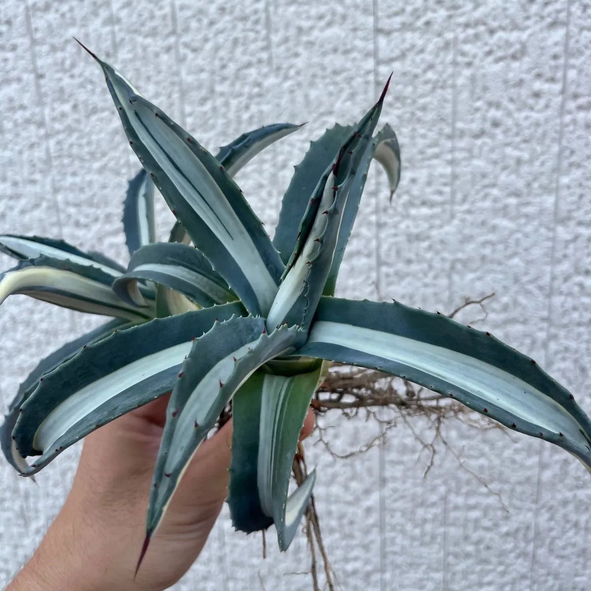 アガベ　華厳　大株　鉢付き　メルカリ便 アガベ 華厳 大株 鉢付き メルカリ便 アガベ 華厳 大株 鉢付き