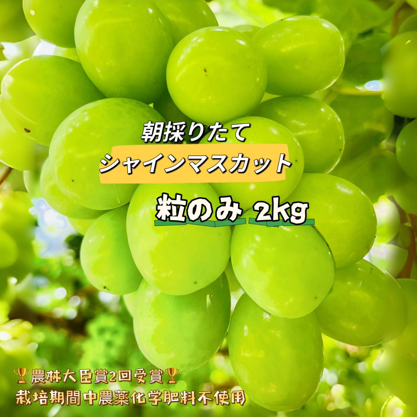 岡山産 シャインマスカット 粒だけ2kg約5-6房分 栽培期間中農薬・化学