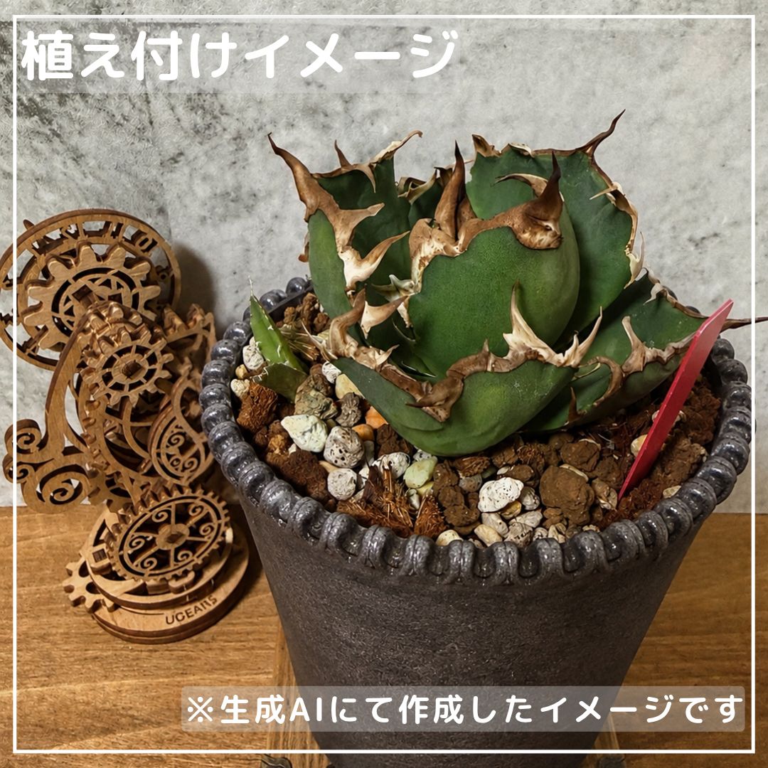 アガベ シーザー 鉢付き - メルカリ