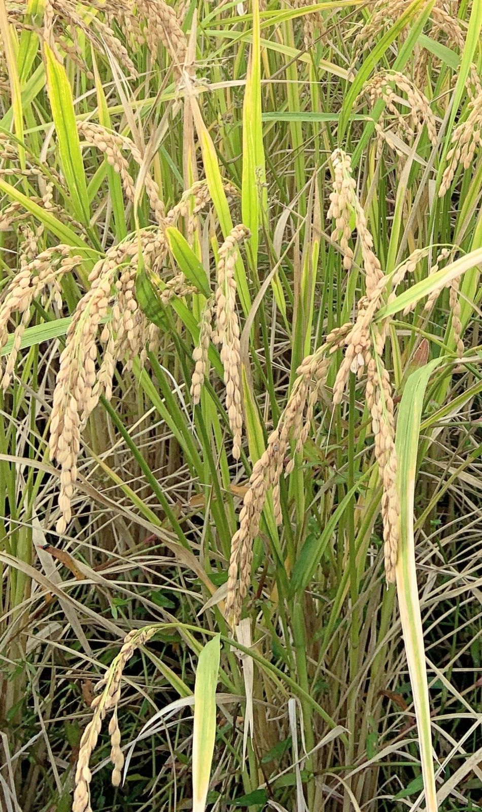 R7年産】朝日米10kg 玄米 自然栽培米（益城産）- メルカリ