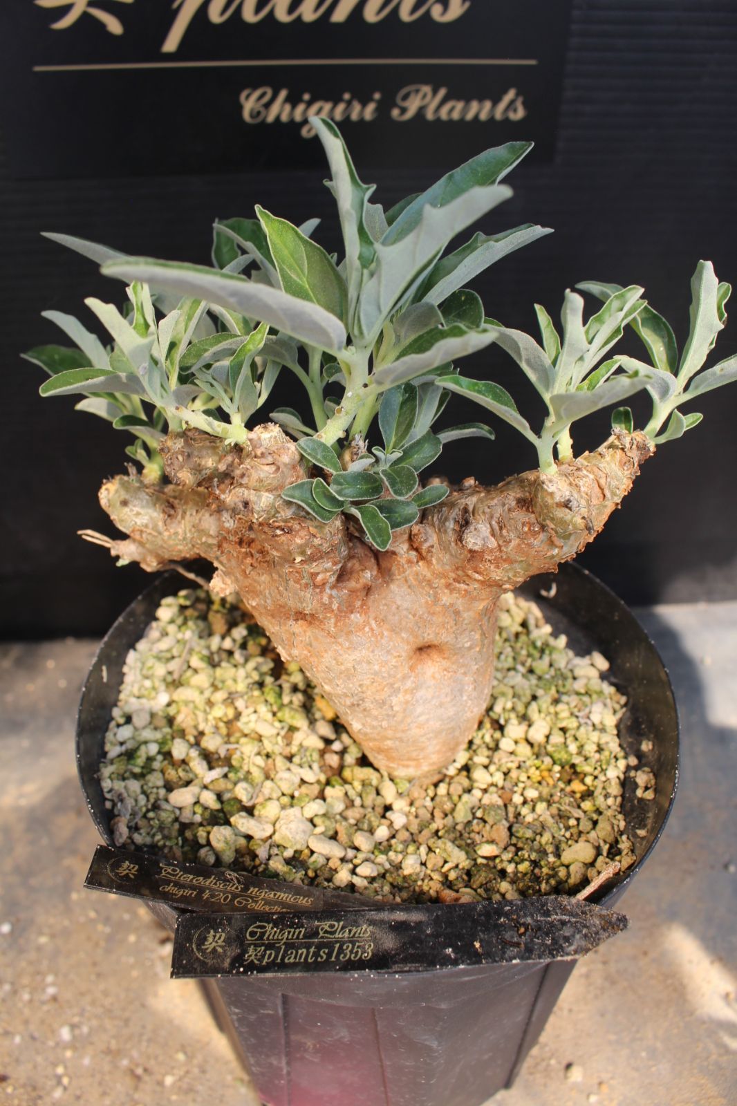 [1353]　プテロディスクス　ヌガミクス　/ Pterodiscus ngamicus / 　塊根植物