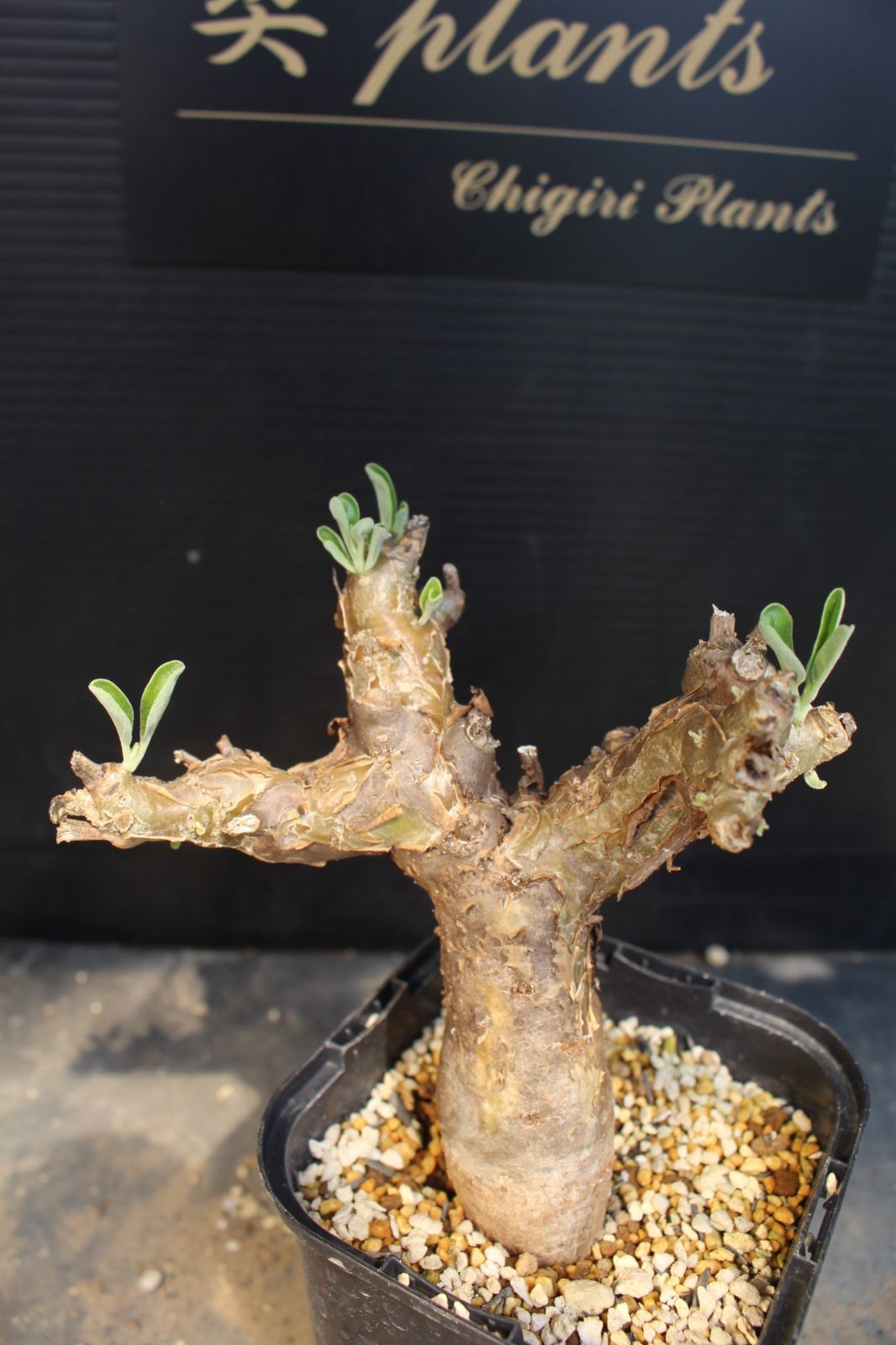 [1674]　プテロディスクス　ヌガミクス　/ Pterodiscus ngamicus / 　塊根植物 6,400円