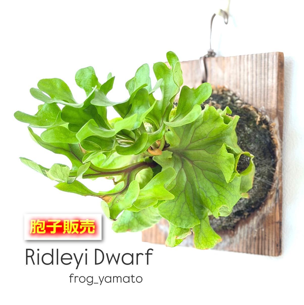 胞子 販売 【ridleyi dwarf リドレイ ドワーフ】 胞子培養 ビカクシダ