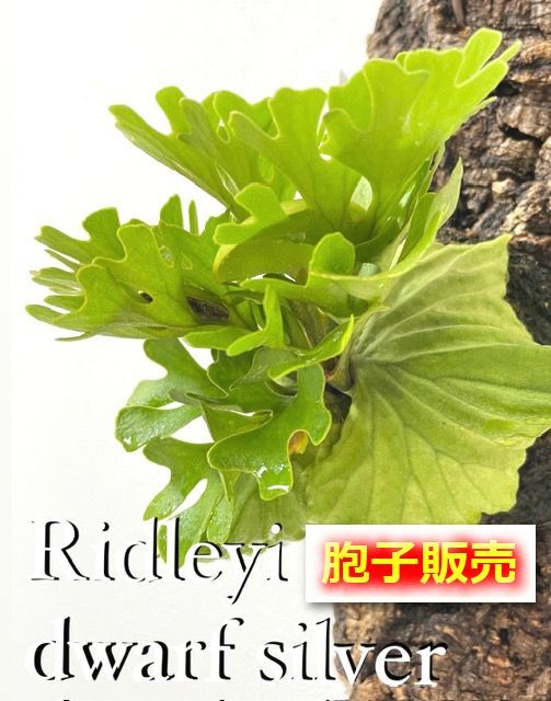 リドレイドワーフシルベリー　胞子培養　ビカクシダ 胞子 販売 【ridleyi dwarf silvery リドレイ ドワーフ シルベリー