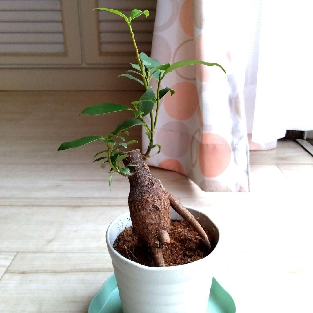 ガジュマル☆多幸の木☆鉢植え☆鉢を含め高さ23cmぐらい☆キジムナー
