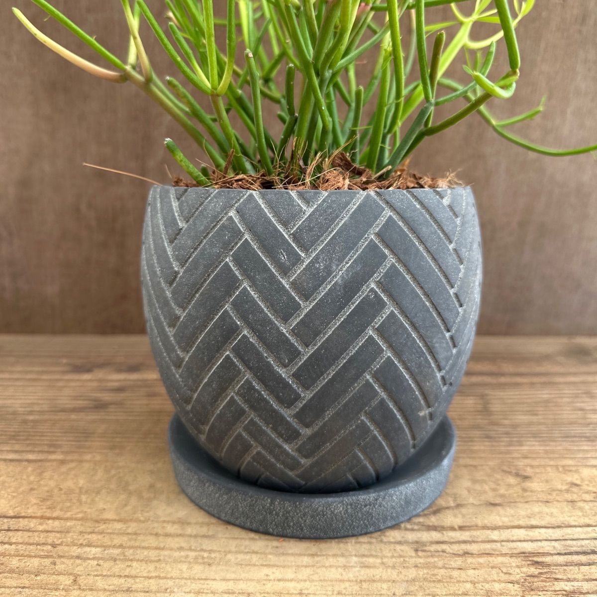 ミルクブッシュ スティックオンファイヤー 陶器鉢BK 現品 euphorbia