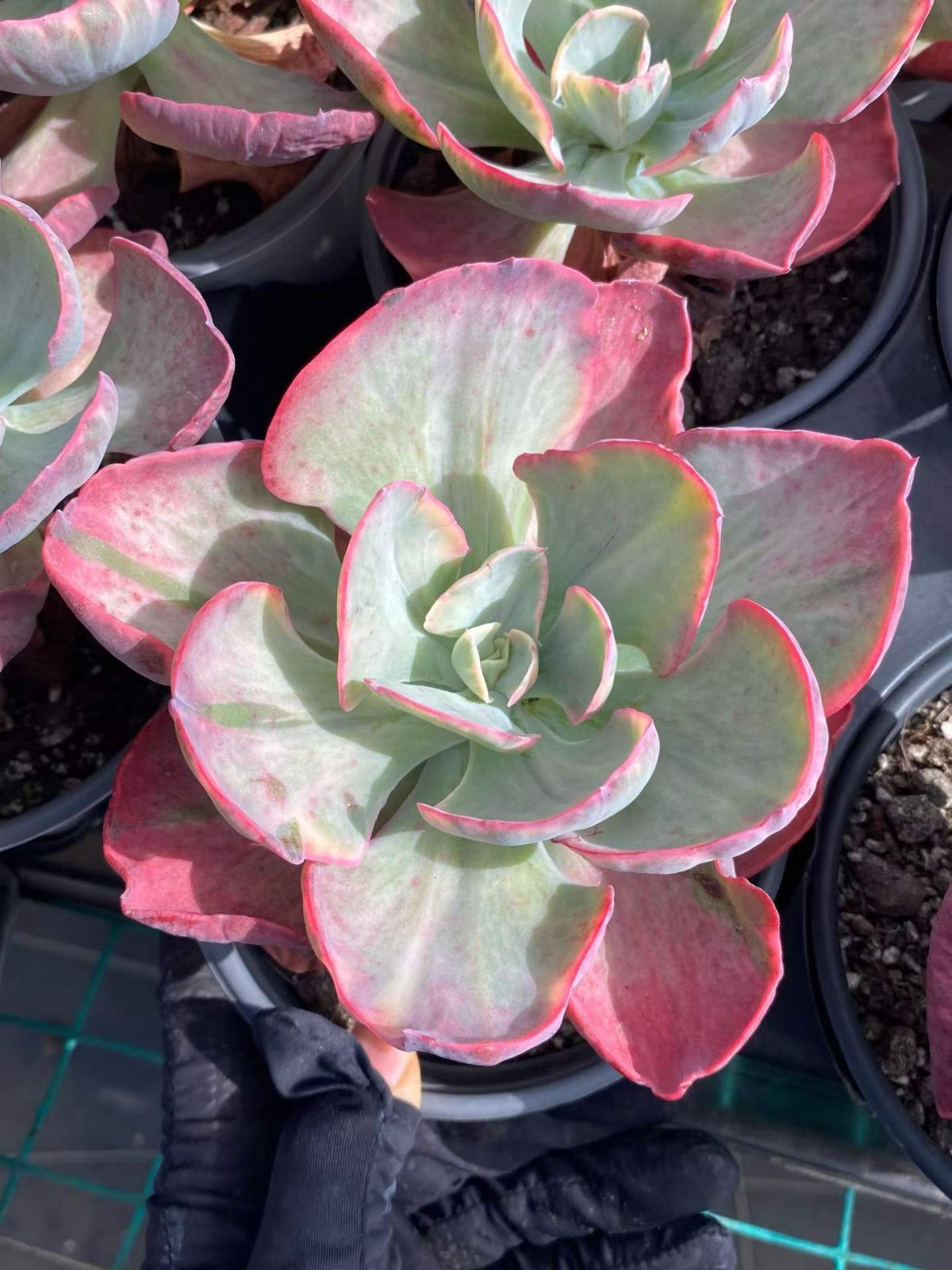 新入荷　15株の抜き苗セット　シュウエンニシキ　多肉植物　佐川急便発送　エケベリア　セダム　韓国苗　Z6591