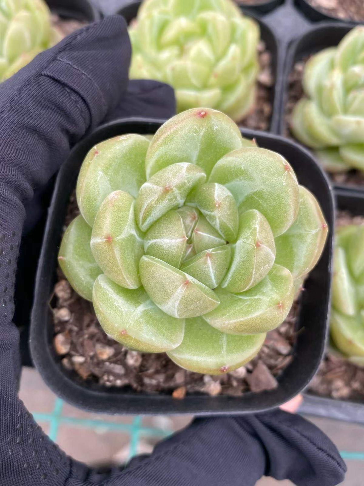 新入荷 40の抜き苗セット オーシャンスター 多肉植物 佐川急便発送