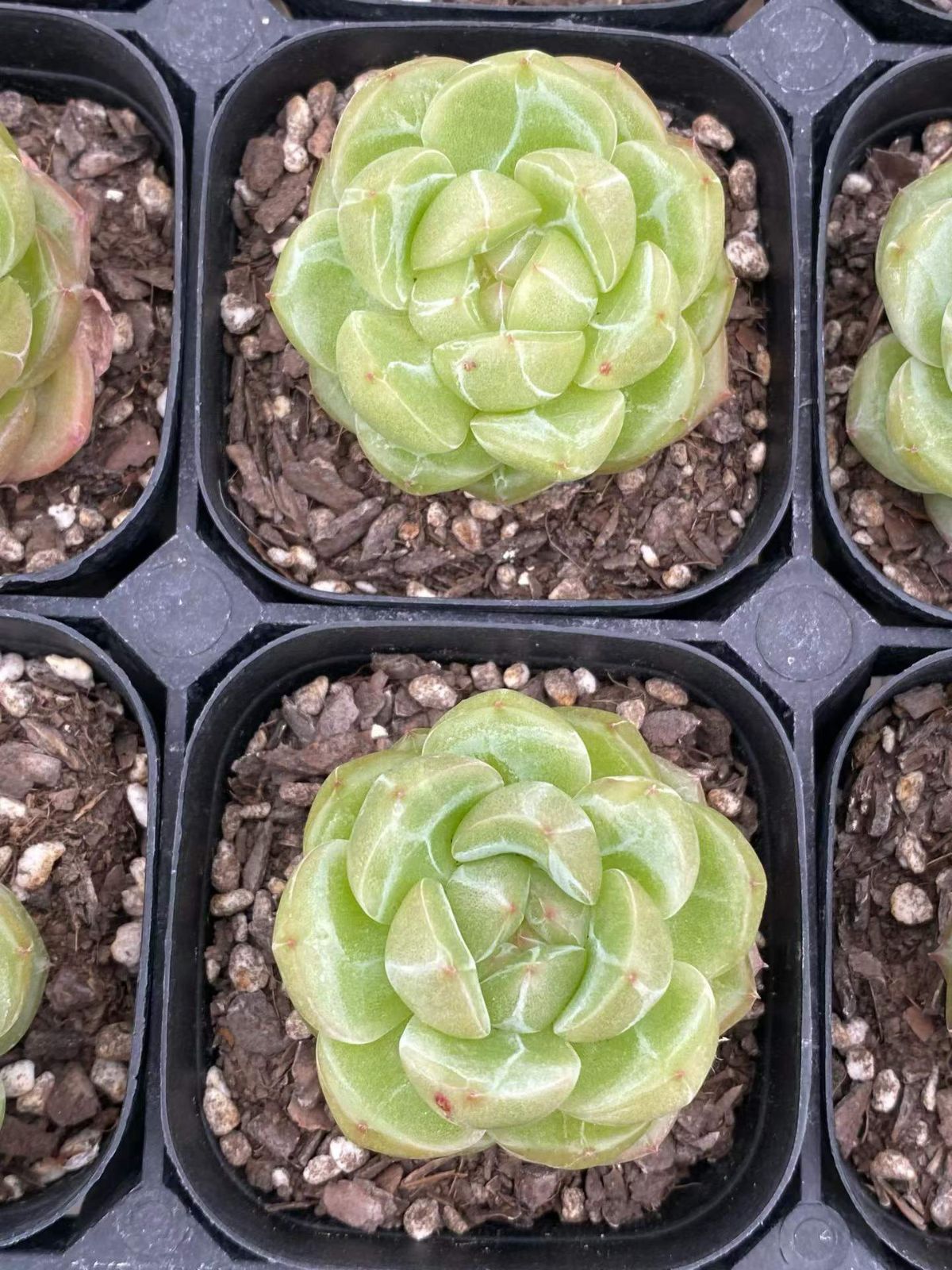 新入荷 40の抜き苗セット オーシャンスター 多肉植物 佐川急便発送