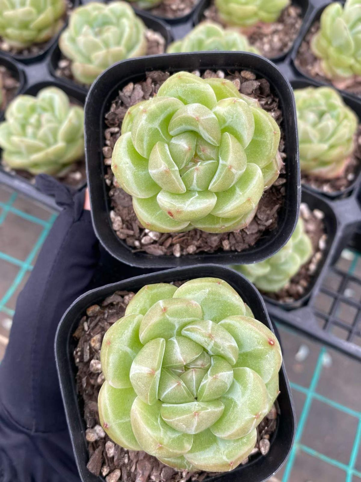 新入荷 40の抜き苗セット オーシャンスター 多肉植物 佐川急便発送