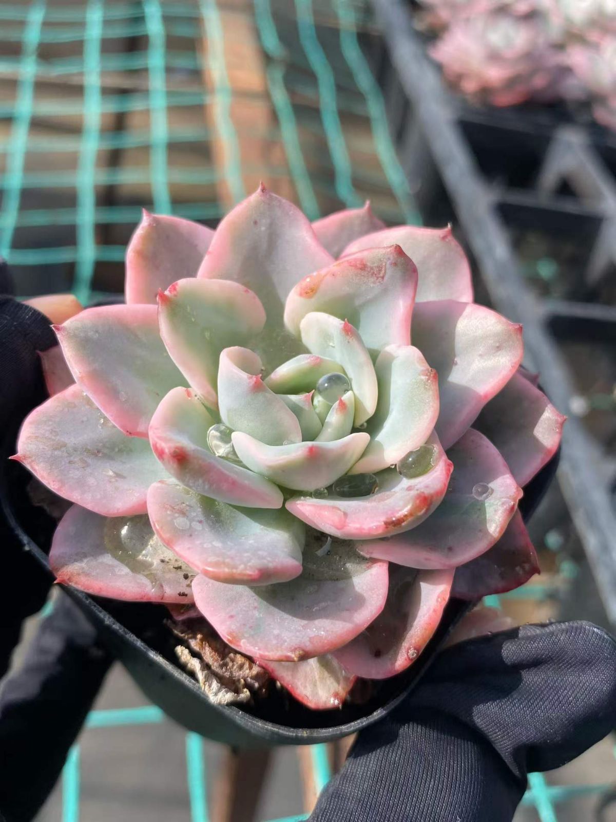 新入荷 20株の抜き苗セット クリームイエローピーチニシキ 多肉植物
