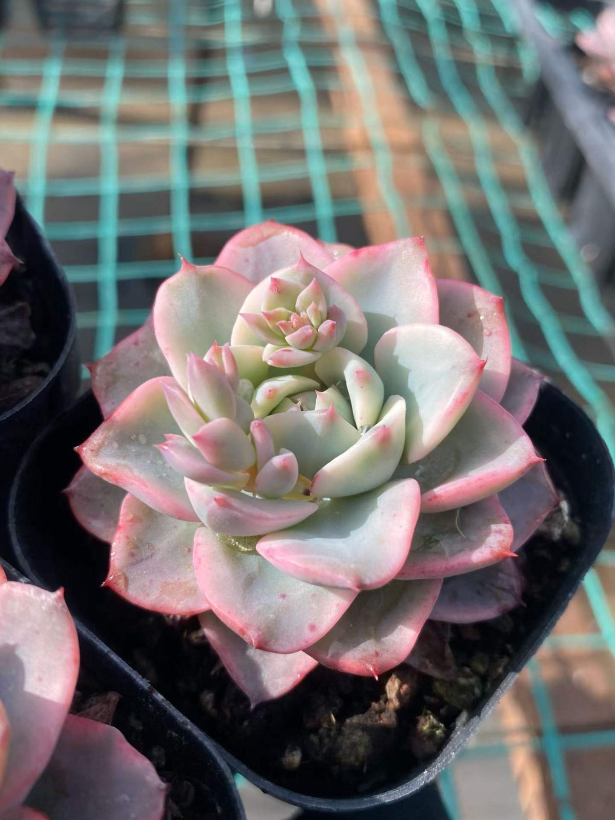 新入荷 20株の抜き苗セット クリームイエローピーチニシキ 多肉植物
