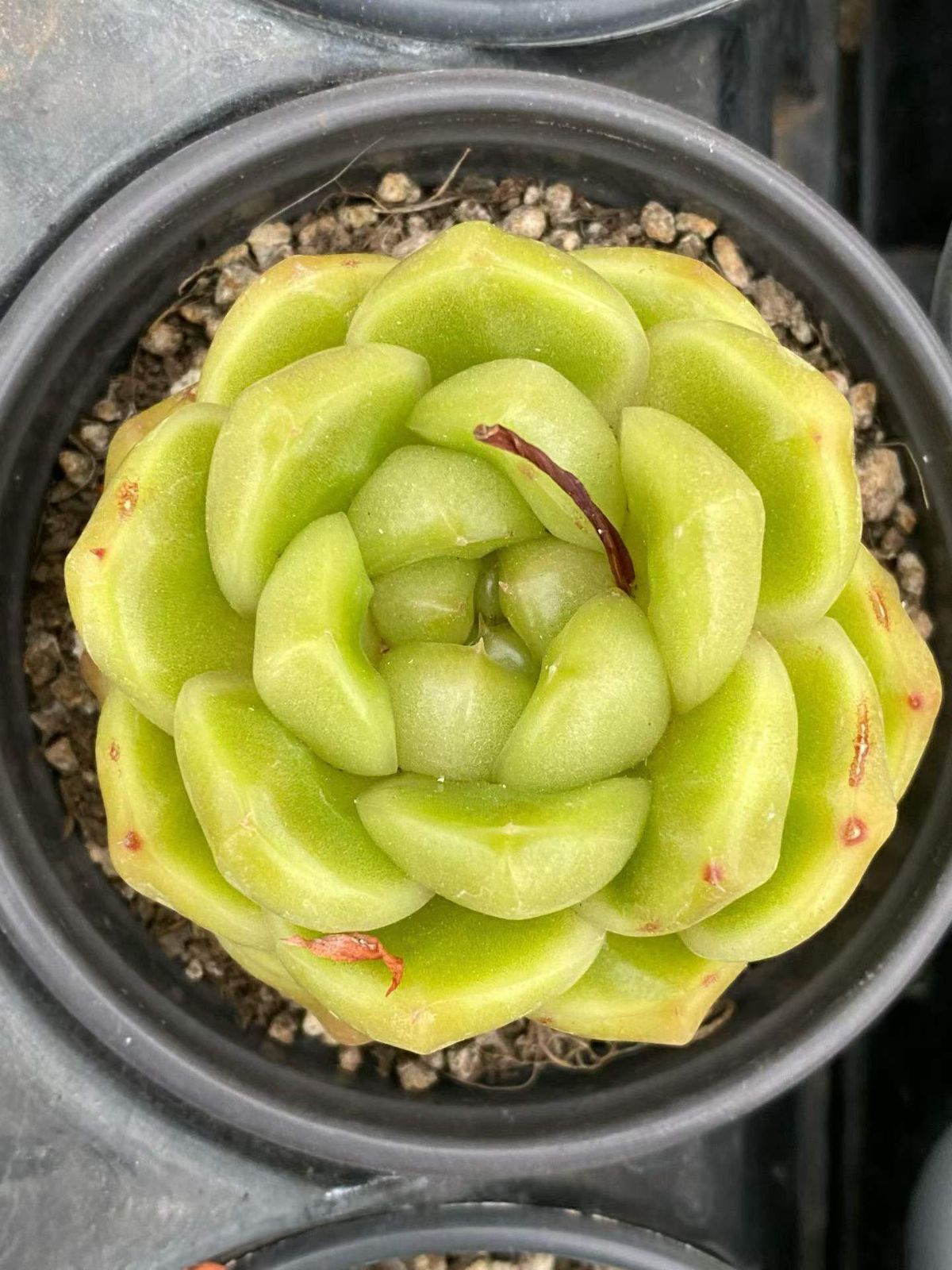 新入荷 18の抜き苗セット ブルーサブマリーナ 多肉植物 佐川急便発送