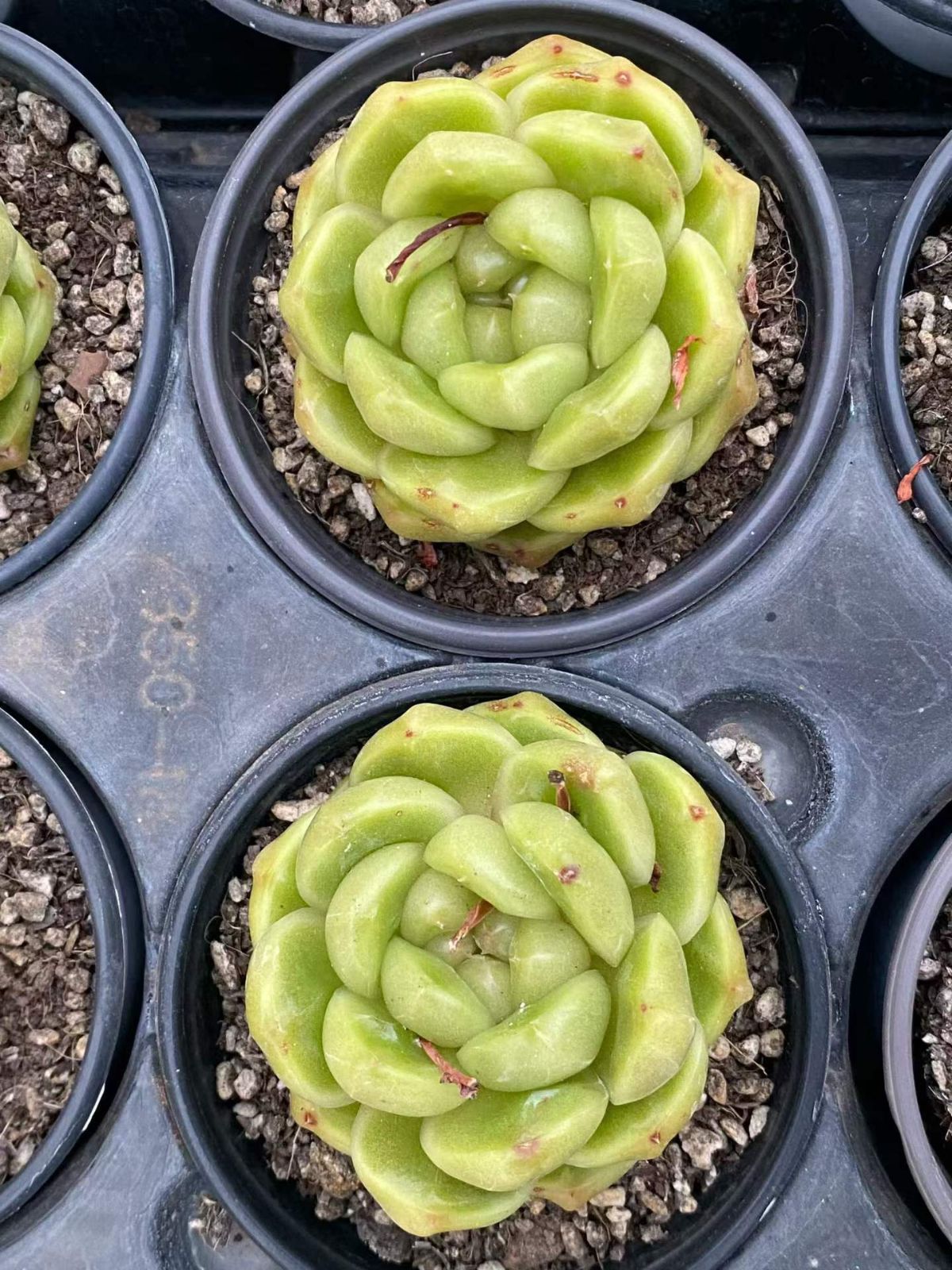 新入荷 18の抜き苗セット ブルーサブマリーナ 多肉植物 佐川急便発送