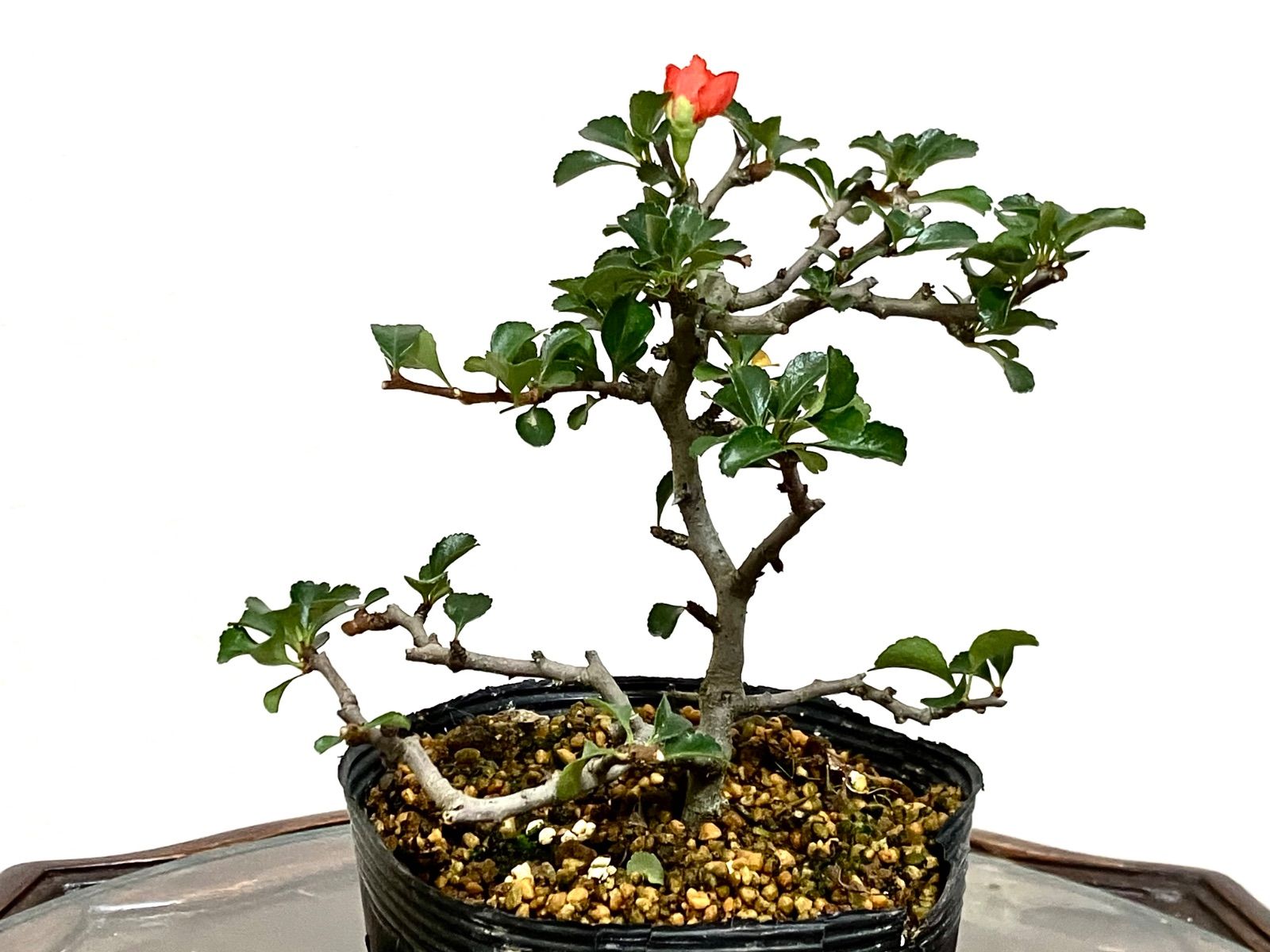 紅長寿梅 18cm 長寿梅盆栽 匿名配送 ‼️ - メルカリ