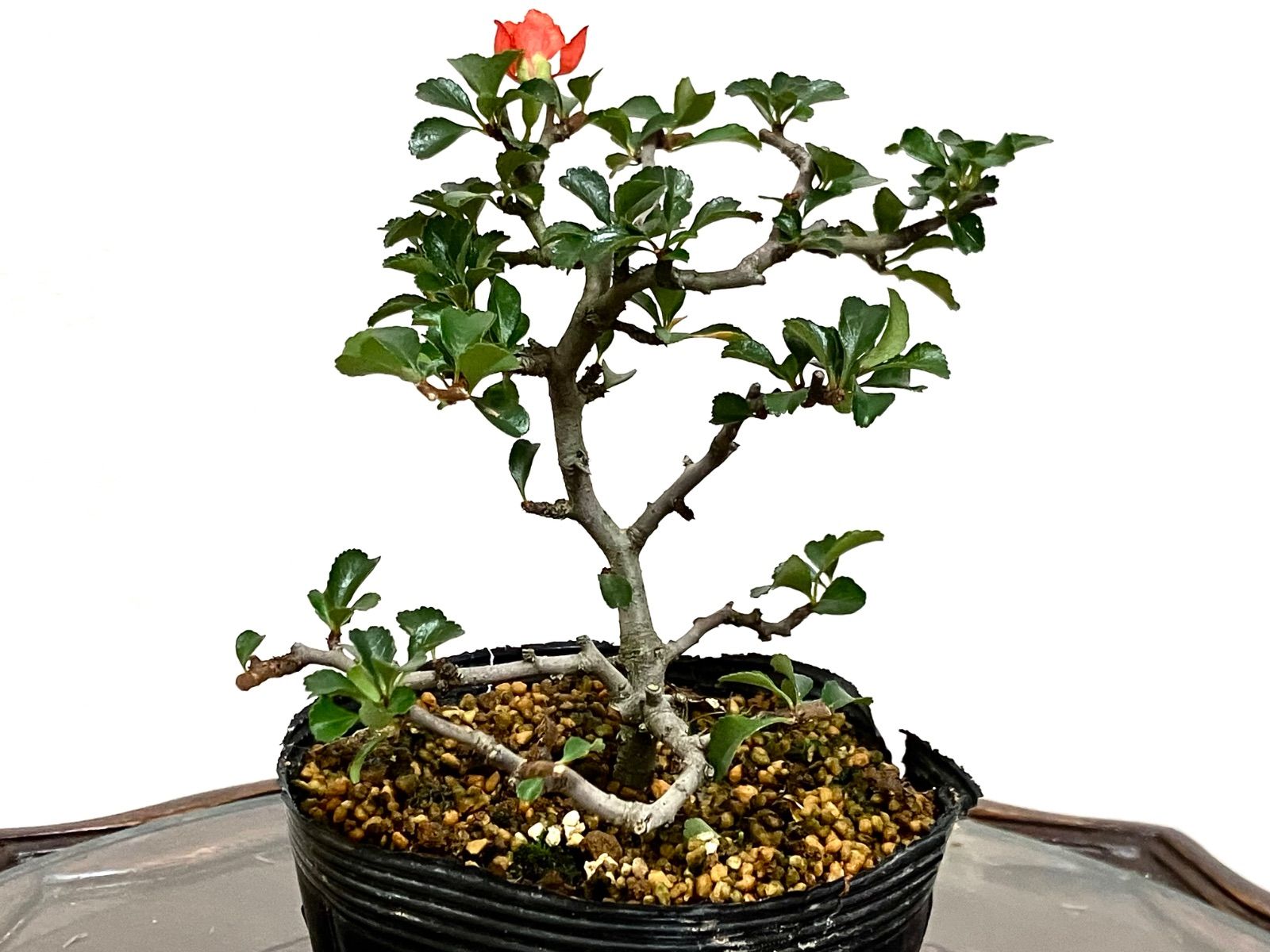 紅長寿梅 18cm 長寿梅盆栽 匿名配送 ‼️ - メルカリ